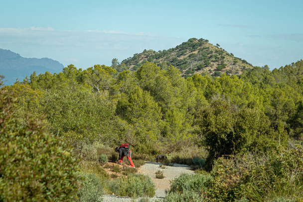 Hombre atando sus botas en el bosque de pinos en la región de Murcia. España.- - Foto, Imagen