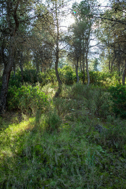 Μεσογειακό πευκοδάσος στην περιοχή της Μούρθια. Ισπανία.- - Φωτογραφία, εικόνα