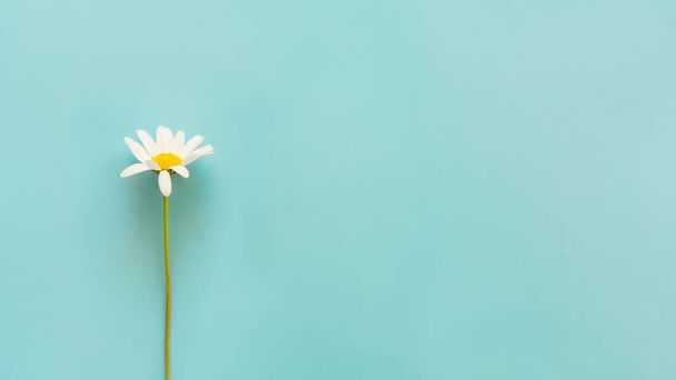 Field daisy flower on blue background - Foto, Bild