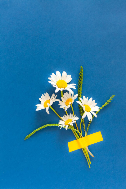 chamomile flowers taped to bright blue background. - Foto, Imagen
