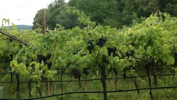 Krásná vinice s červenými vinnými hrozny v Tyrolsku Itálie během léta.Statický široký záběr. - Záběry, video