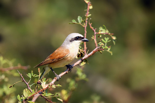 The red-backed shrike (Lanius collurio) sits on a branch with a green background. A small bird with a black feather over its eye on a green background. - Photo, Image