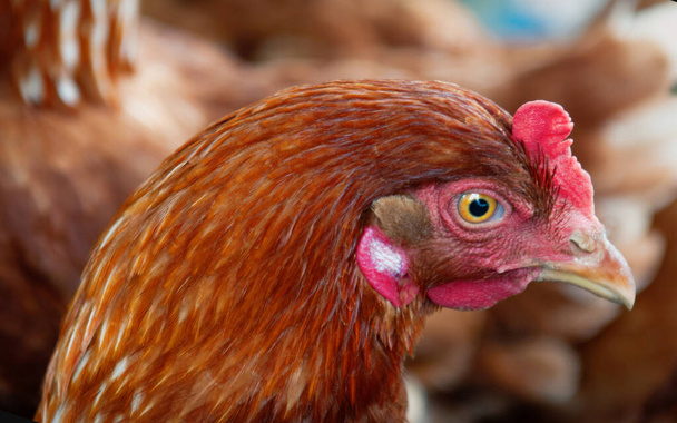 Cabeza de pollo de cerca en una granja de campo libre. - Foto, imagen