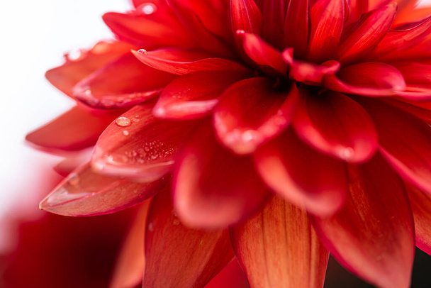 Blume einer roten Dahlie. - Foto, Bild