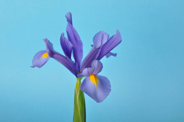 leaf iris in sword on a blue background - Fotoğraf, Görsel