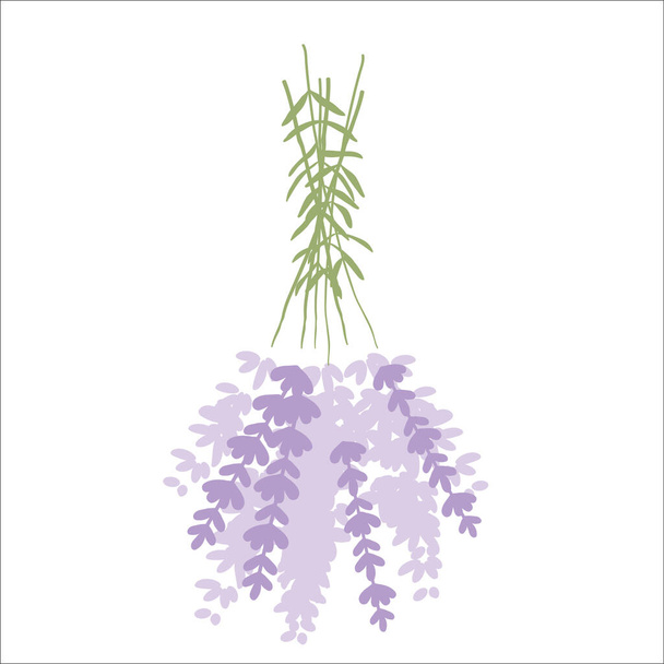 Fresh cut fragrant lavender plant flowers bunch and single 2 realistic icons set isolated vector illustration - Vektör, Görsel