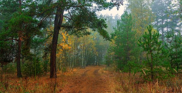 Las ozdobiony jest jesiennymi kolorami. Mgła pokryła drzewa. - Zdjęcie, obraz