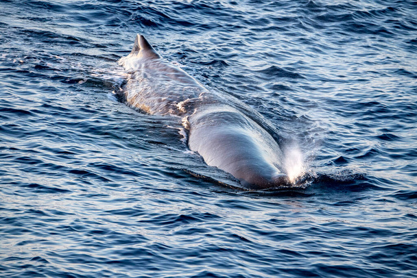Σπέρμα φάλαινας, ενώ φυσάει το ηλιοβασίλεμα κοντά - Φωτογραφία, εικόνα