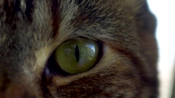Vue de la belle oeil de chat vert fermer en temps réel - Séquence, vidéo