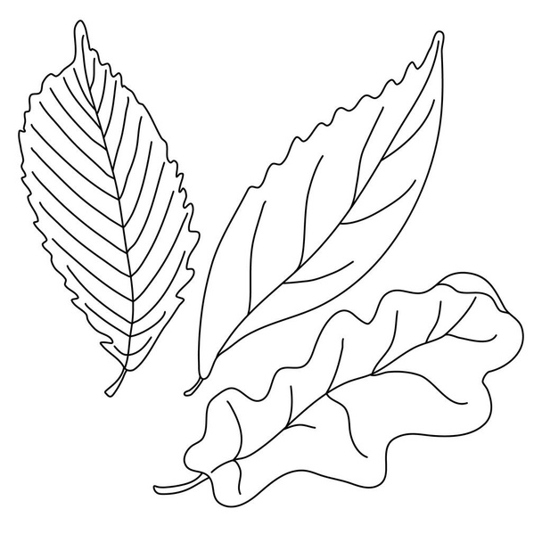 Leaves in doodle style. Isolated outline. Hand drawn vector illustration in black ink on white background.  - Вектор,изображение