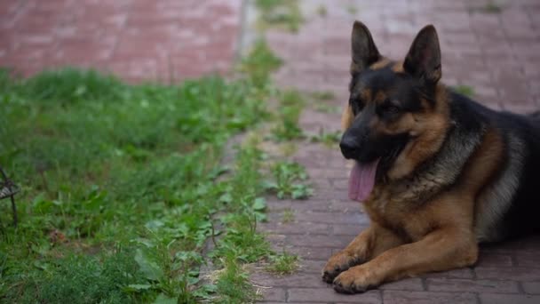 Német juhász sétál az udvaron. A kutya őrzi a házat egy napon.. - Felvétel, videó