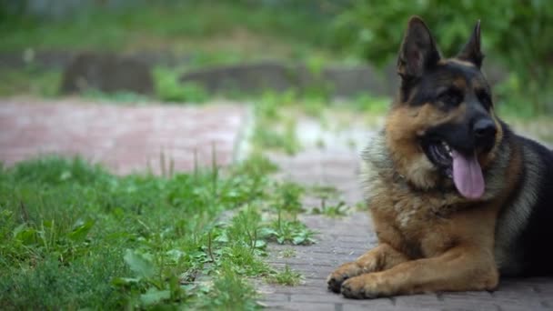 German shepherd walks in the yard. The dog guards the house on a day. - Footage, Video