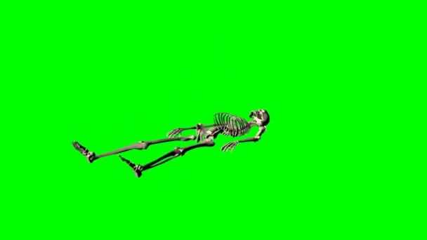 Skelet - verschillende poses - groen scherm effect - Video