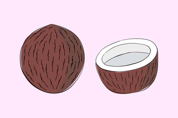 A hand drawn coconut isolated on white background. Unique style, good for projects. - Vector, Image