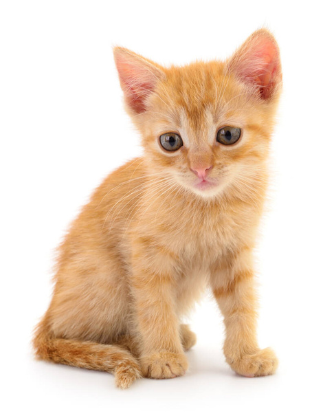 Small brown kitten isolated on white background. - Foto, Bild