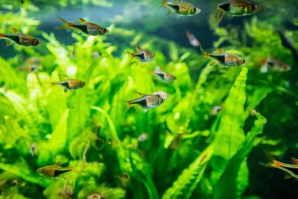 peces de neón tropicales de agua dulce en el acuario - Foto, Imagen