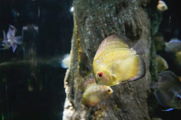 Pompadour-Fische im Aquarium - Foto, Bild