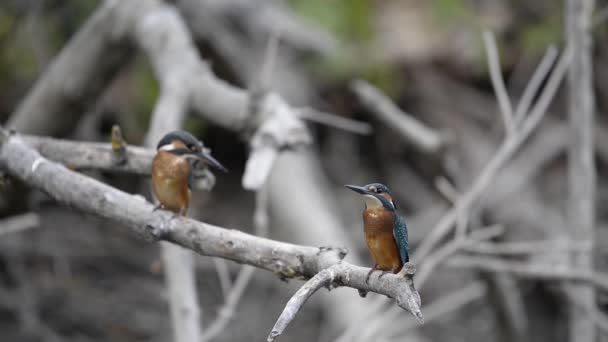 Common Kingfisher or Alcedo atthis. Eurasian Kingfisher Bird sitting on branch in warm season - Footage, Video