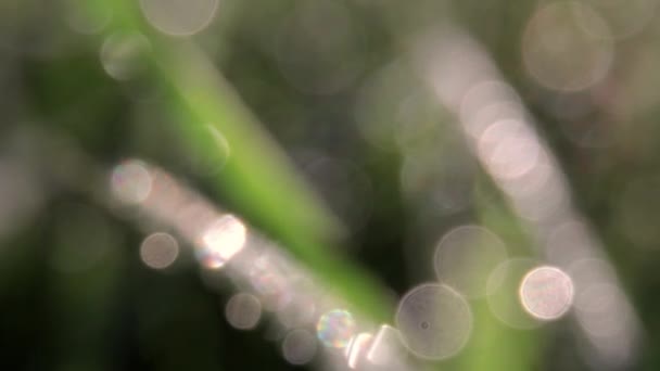 Μακρο φιλμ από σταγόνες δροσιάς στη λεπίδα του χόρτου - Πλάνα, βίντεο