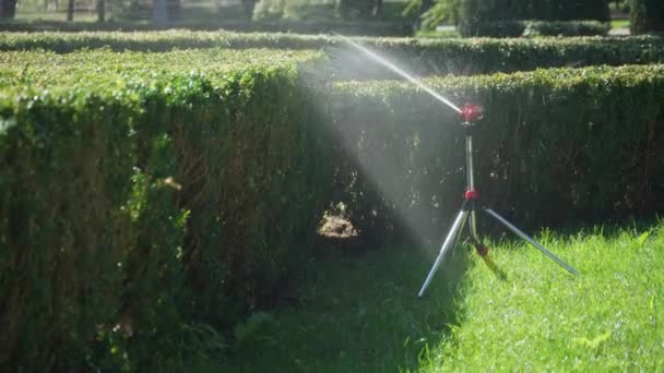 postřikovač stříká vodu na krásný zelený trávník a keře, jasná krajina letního městského parku - Záběry, video