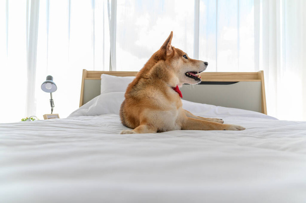 ベッドルームのベッドの上に赤いネクタイの蝶ネクタイを持つ芝犬。ペット愛好家の概念。コピースペースのある動物の肖像画 - 写真・画像