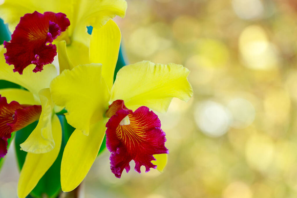 Fantasztikus sárga orchidea lila-piros ajak nemzetség Cattleya fajta Blc. Alma Kee homályos őszi háttérrel. Beltéri és kerti virágok. - Fotó, kép