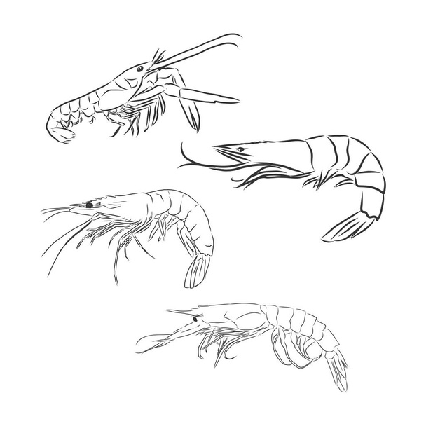 Shrimp-Symbol. Shrimp in Vektor Isoliert auf weißem Hintergrund. - Vektor, Bild