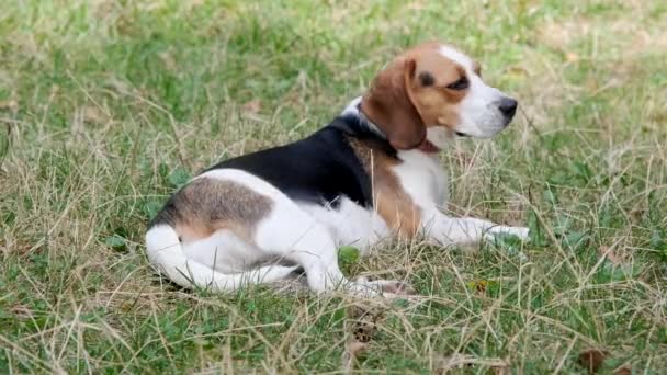 Beagle perro está descansando en la hierba. - Metraje, vídeo