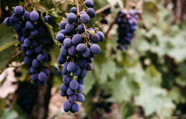 Висійте червоний виноград у гроні на зеленій лозі винограднику. Чорний дівочий виноград, велика група. Смачні та корисні фрукти, свіжий осінній урожай
. - Фото, зображення