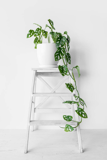 Beautiful plant Monstera Monkey Mask in a white pot stands on a white pedestal on a white background. Houseplant Monstera obliqua on a white background with hard shadows. - Foto, Imagen