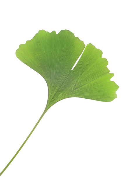 Зеленый листок гинкго
 - Фото, изображение