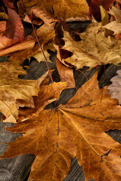 Droge herfstbladeren op houten plank - Foto, afbeelding