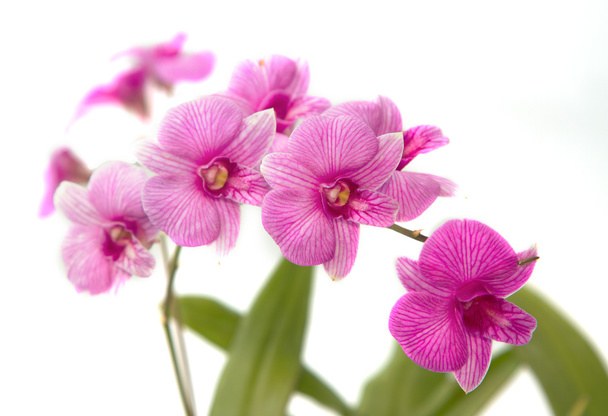 Фиолетовая орхидея, тайская орхидея изолирована
 - Фото, изображение