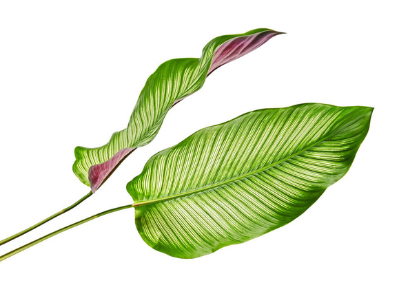 Листья Calathea ornata (Pin-stripe Calathea), листья, изолированные на белом фоне, с обрезкой - Фото, изображение