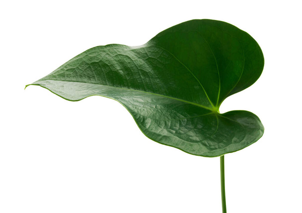 Листя антуріуму, зелене листя ізольоване на білому тлі, з обрізаною стежкою.    - Фото, зображення