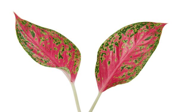 アグラノネマの葉,ピンクのアグラノネマの葉,エキゾチックな熱帯の葉,クリッピングパスと白の背景に隔離 - 写真・画像