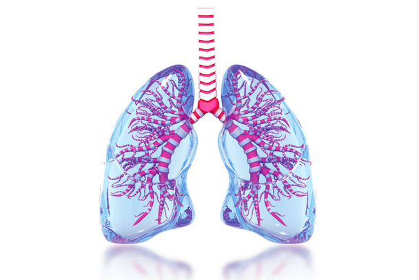Ihmisen keuhkojen anatomia 3d renderöinti - Valokuva, kuva