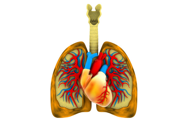 Coração humano e pulmões secção transversal. - Foto, Imagem
