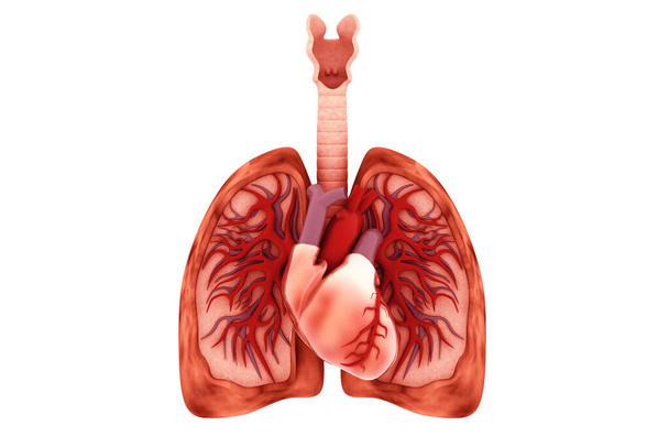 Mens hart en longen doorsnede - Foto, afbeelding