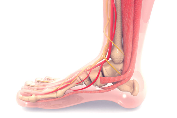 Anatomia ludzkiej stopy 3d renderowania - Zdjęcie, obraz