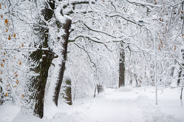 Schöne winterlich verschneite Allee im Stadtpark. Bäume mit Neuschnee bedeckt. - Foto, Bild
