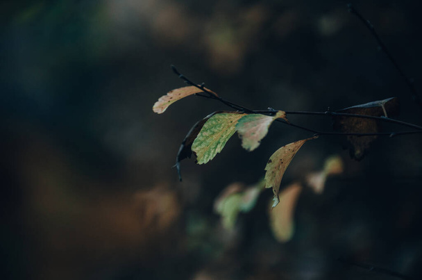 Желтые осенние листья закрываются на темном естественном фоне - Фото, изображение