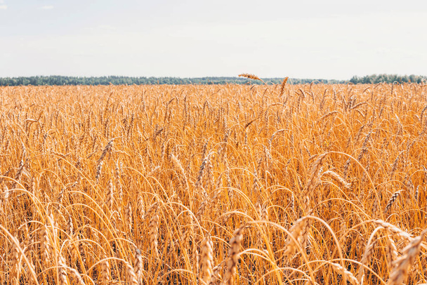 Cultivation of cereals. Beautiful rural landscape with yellow plants and blue sky. Wheat in the field. Agriculture in the Altai region in Russia. Rich harvest Concept. - Photo, Image