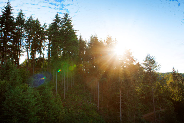 Yazın güneşli güzel bir orman . - Fotoğraf, Görsel
