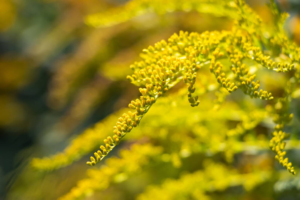 Goldenrod flower or Solidago Canadensis, honey plant, sunset, close-up, selective focus. - Photo, Image