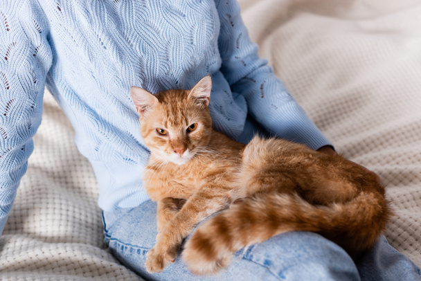 Vista recortada del gato tabby sentado sobre la mujer en la cama  - Foto, imagen