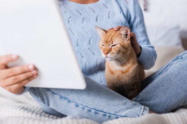Ausgeschnittene Ansicht einer Frau mit digitalem Tablet, die gestromte Katze auf dem Bett streichelt  - Foto, Bild