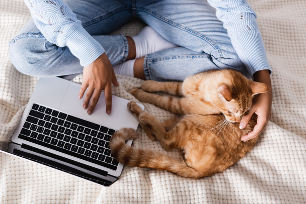 Top view of woman using laptop near tabby cat on bed  - Fotó, kép