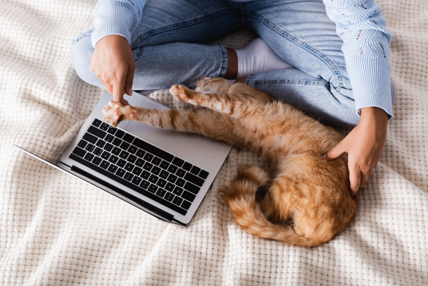 Vista superior de la mujer en jeans tocando gato tabby mientras se utiliza el ordenador portátil en la cama  - Foto, imagen