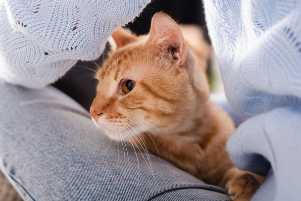 Oříznutý pohled na zázvor kočka sedí v blízkosti nohy na ženu  - Fotografie, Obrázek